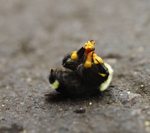 bumble bee kill death Oregon