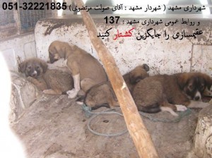 سگ کشی در مشهد