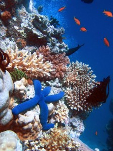 جزیره مرجانی اکوسیستمی غنی 