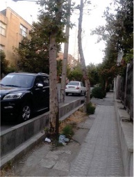 يك صحنه غم انگيز ديگر از درختان در حال از بين رفتن تهران.