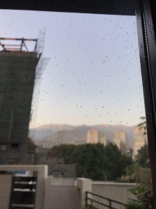 سفیدبالکان توت (Aleuroclava jasmin) پشت شیشه پنجره در تهران. عکس از: ف. حسین نژاد